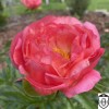 Paeonia 'Coral Sunset' - Pojeng 'Coral Sunset' C7/7L